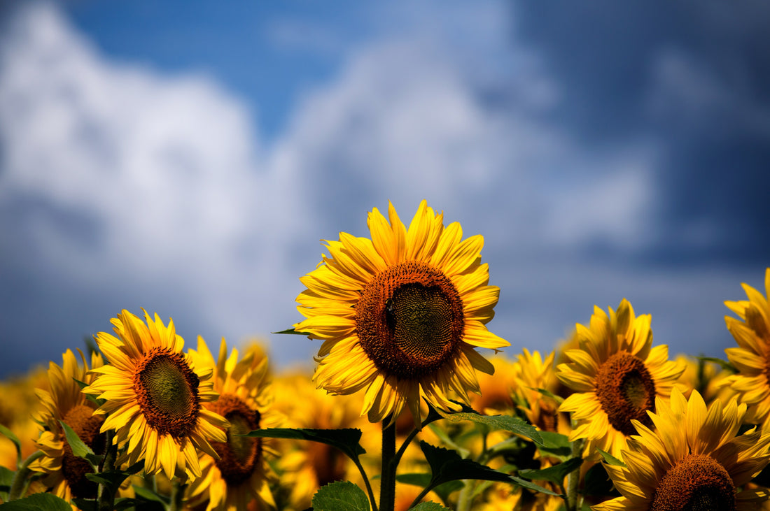 4 Reasons To Bring Your Chinook Seeds To Class