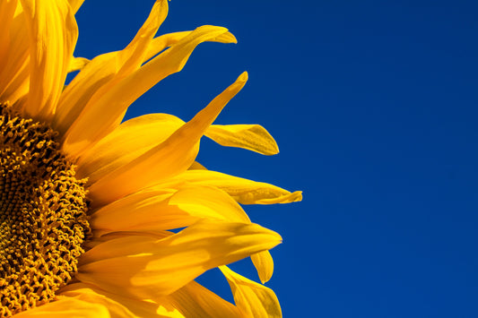 Sunflower Seeds - The Original Plant-Based Snack