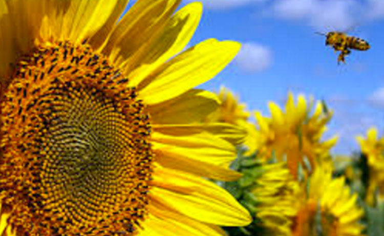 Fun Facts About the Sunflower