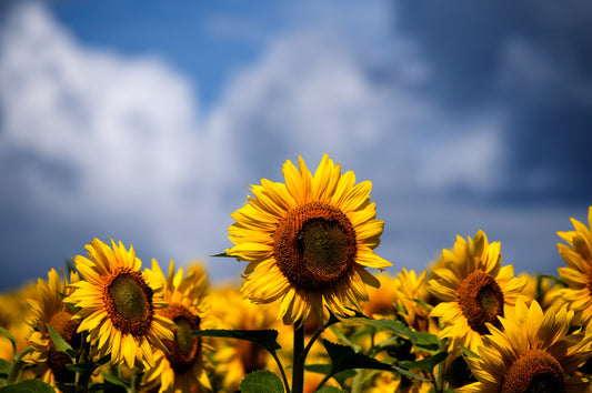 Sunflower Seeds: The All-American Superfood